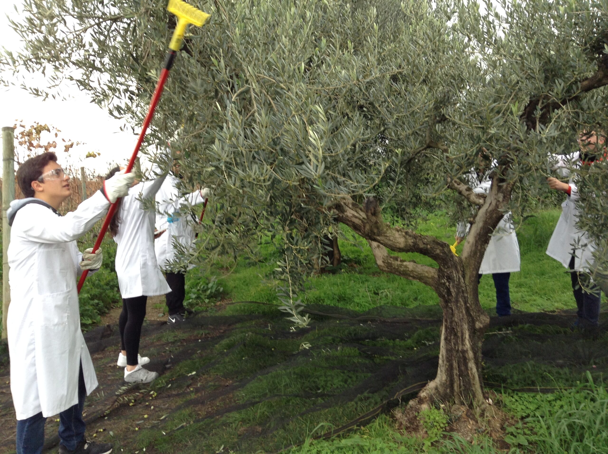 Azienda agraria: produzione olio