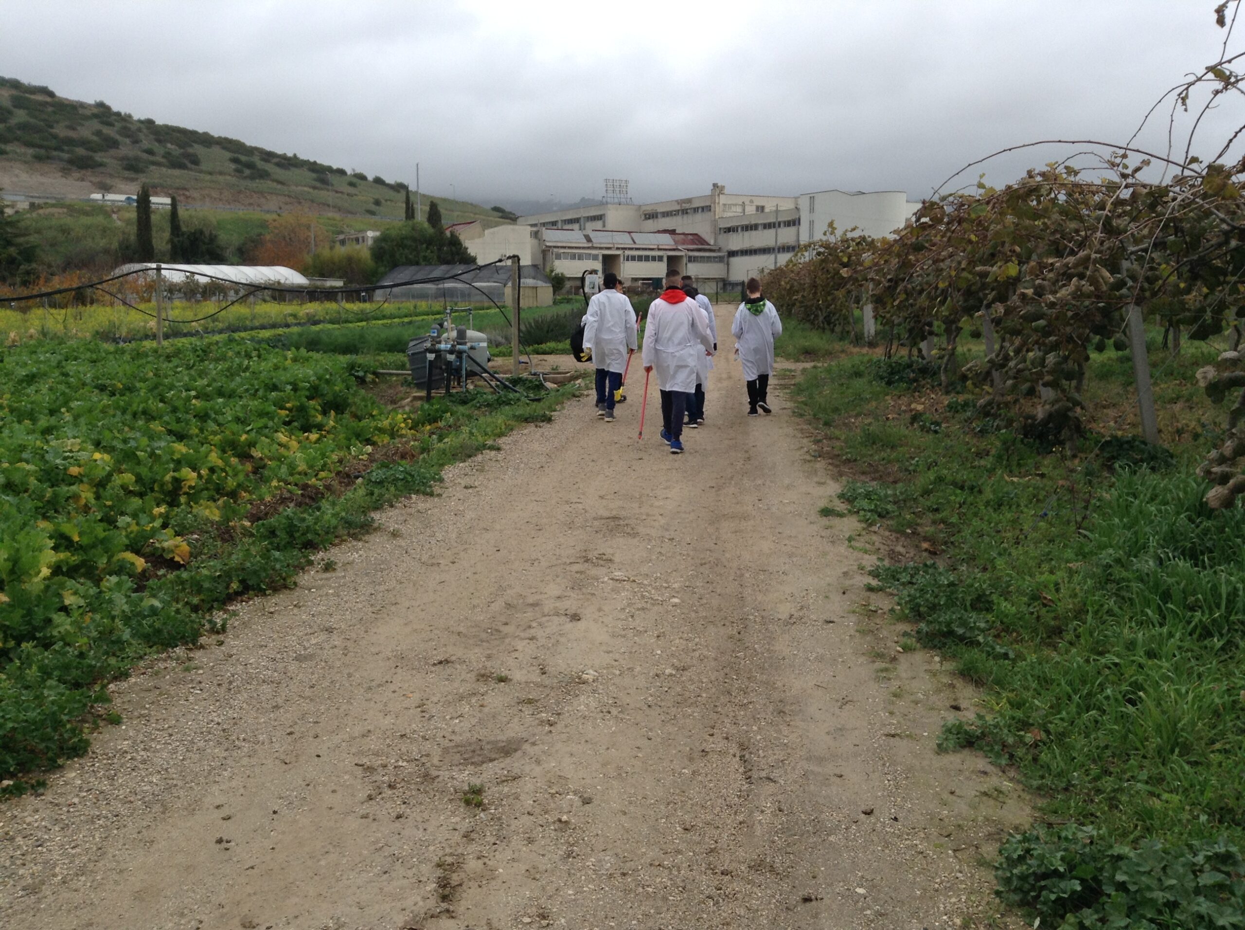 Azienda agraria: produzione olio