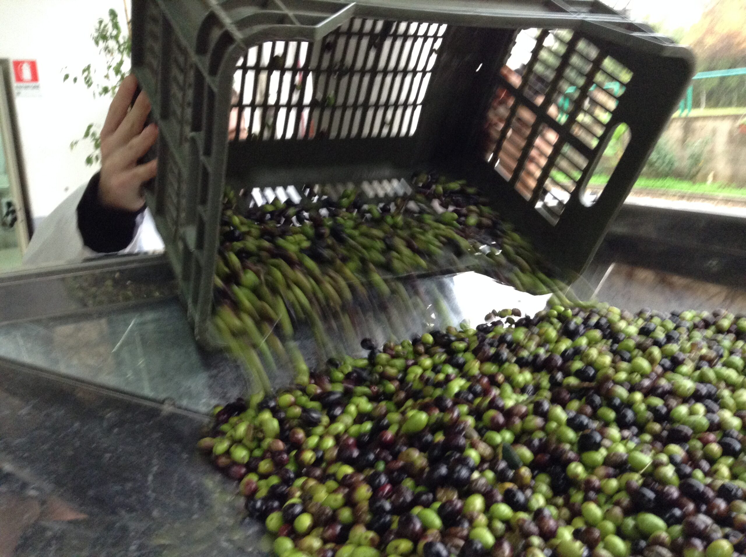 Azienda agraria: produzione olio