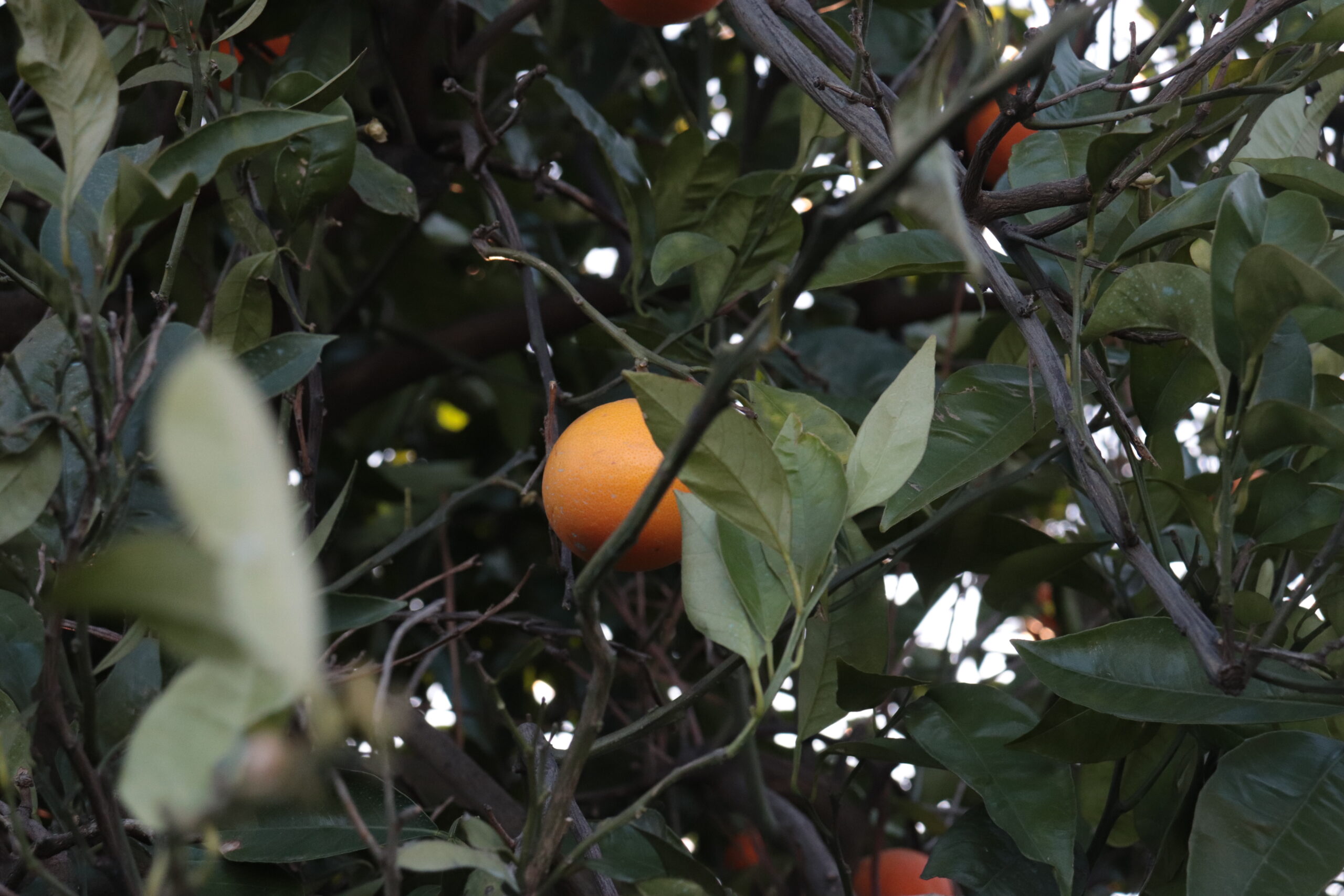 Azienda agraria
