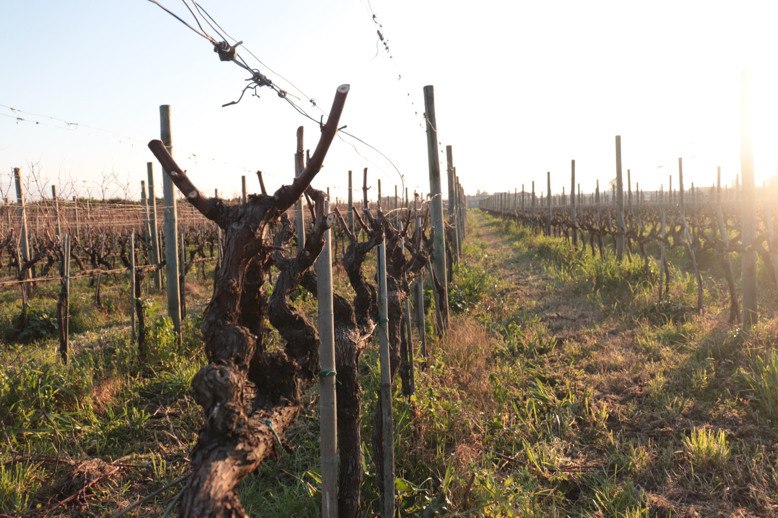 Azienda agraria