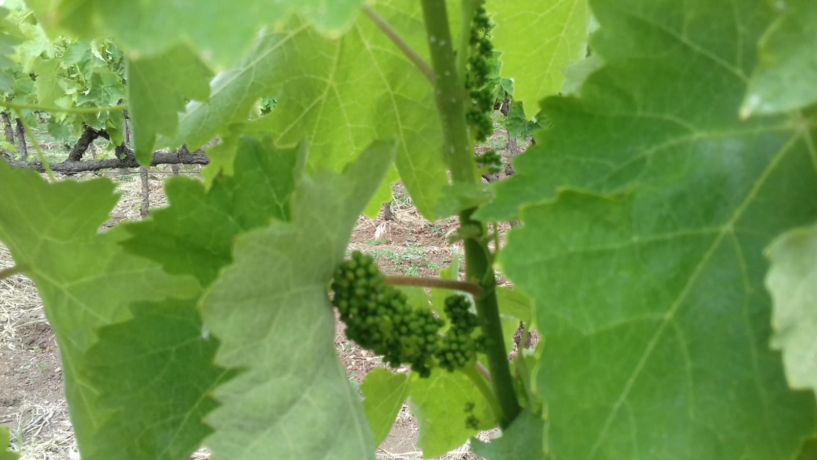 Azienda agraria