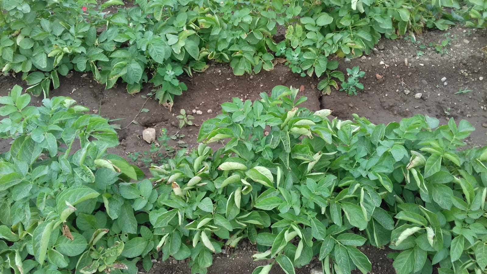 Azienda agraria