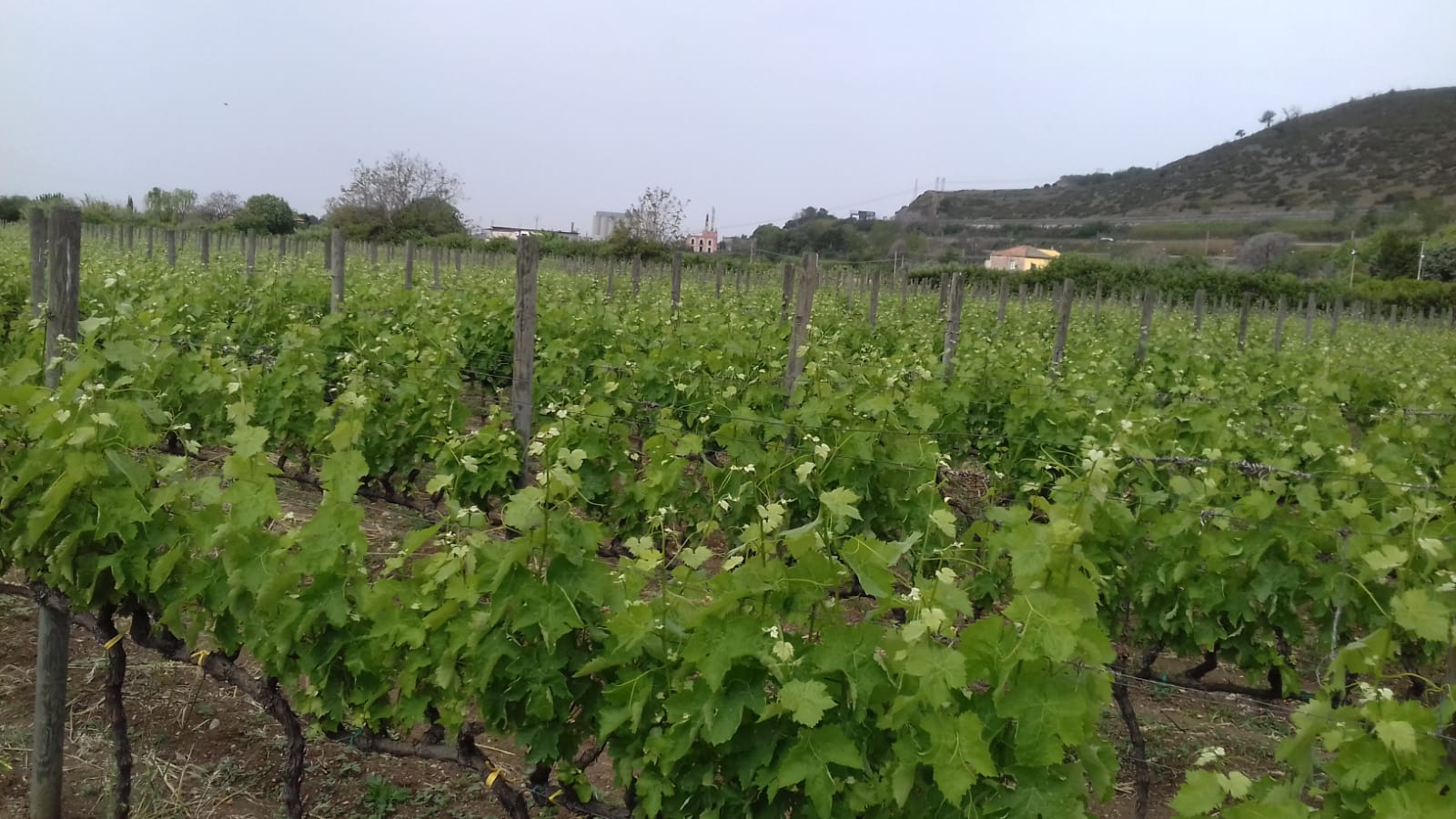 Azienda agraria