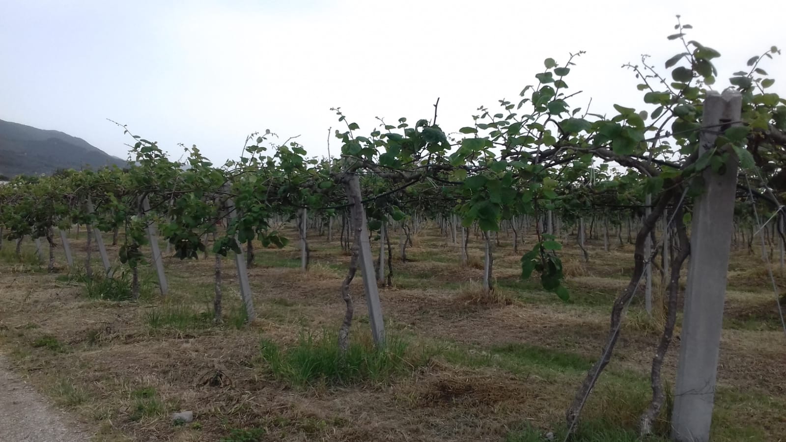 Azienda agraria