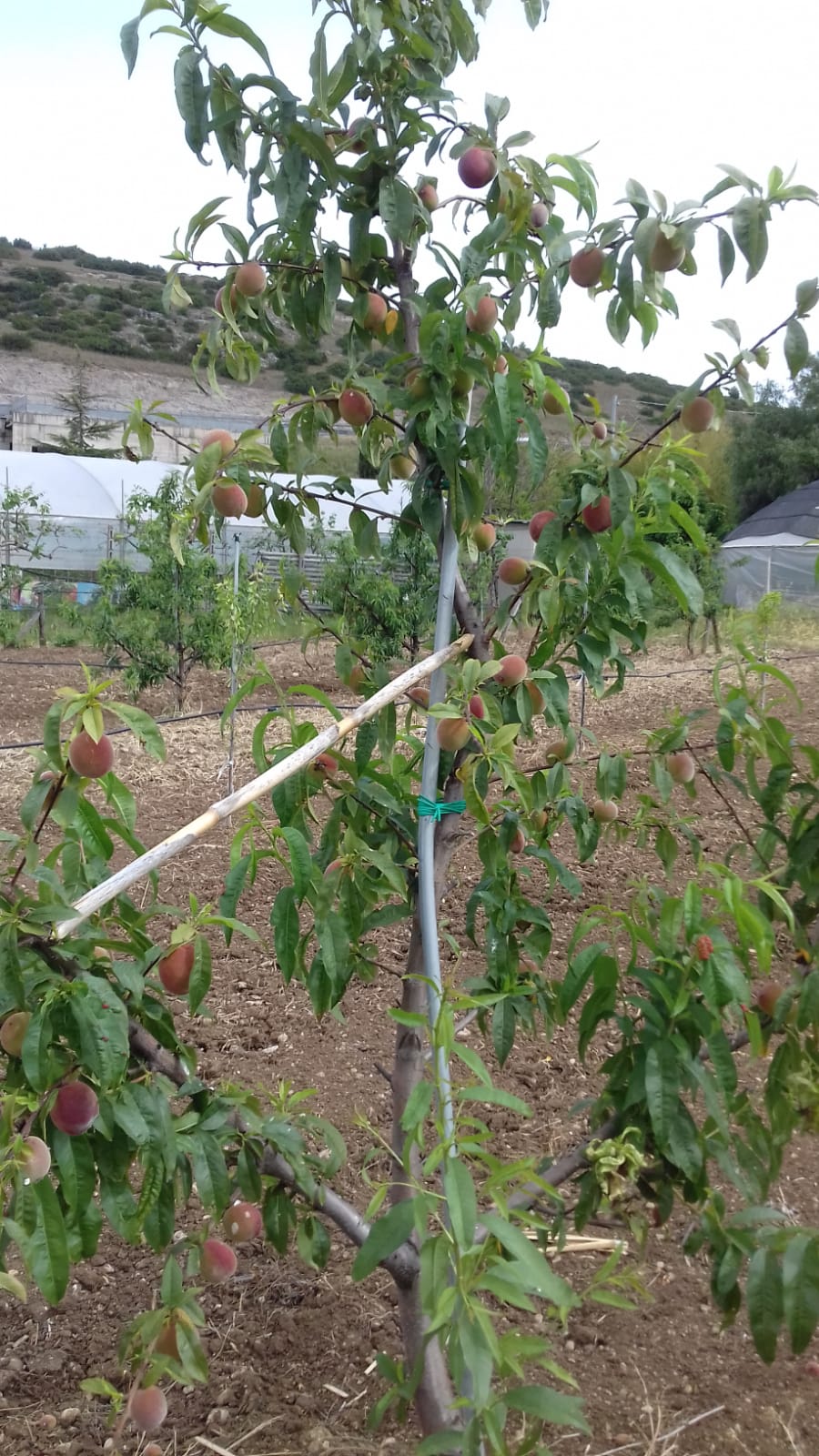 Azienda agraria