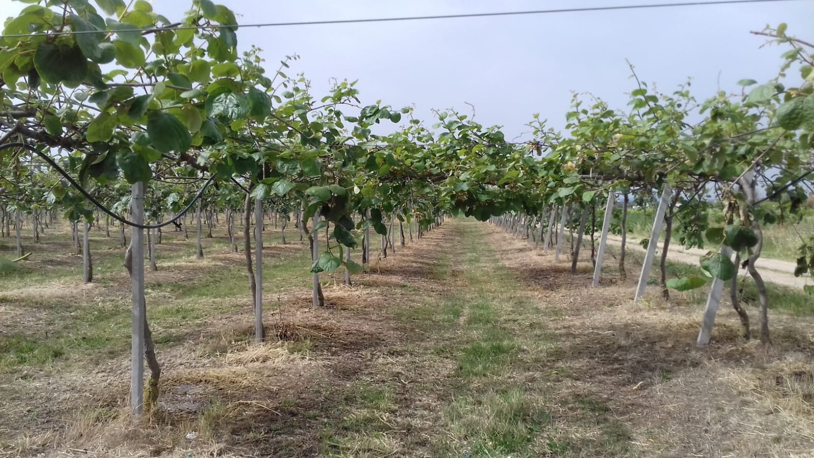 Azienda agraria