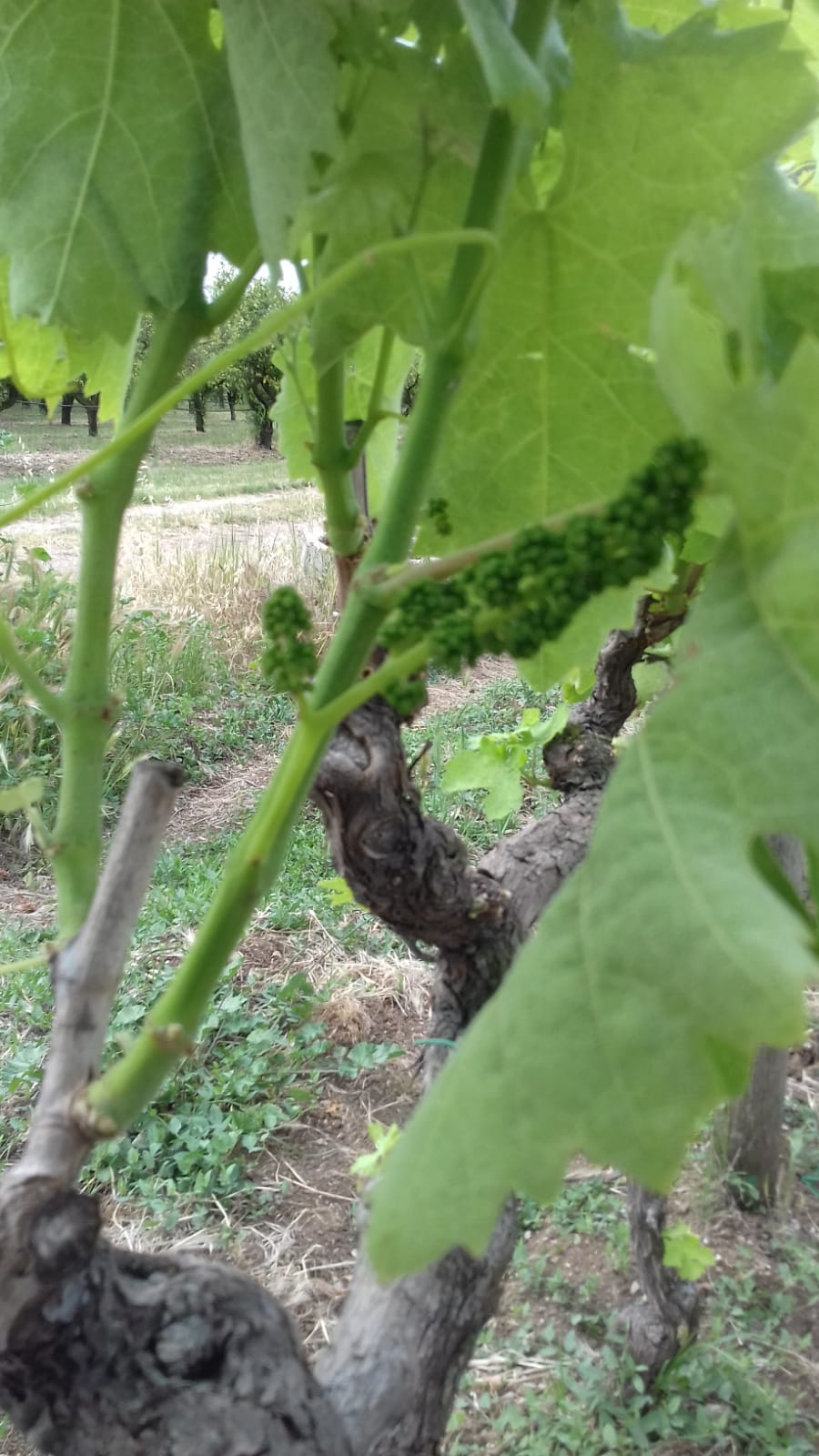 Azienda agraria