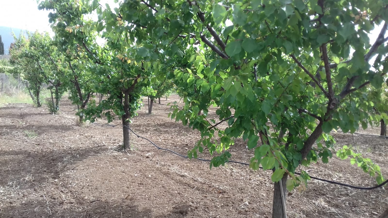 Azienda agraria