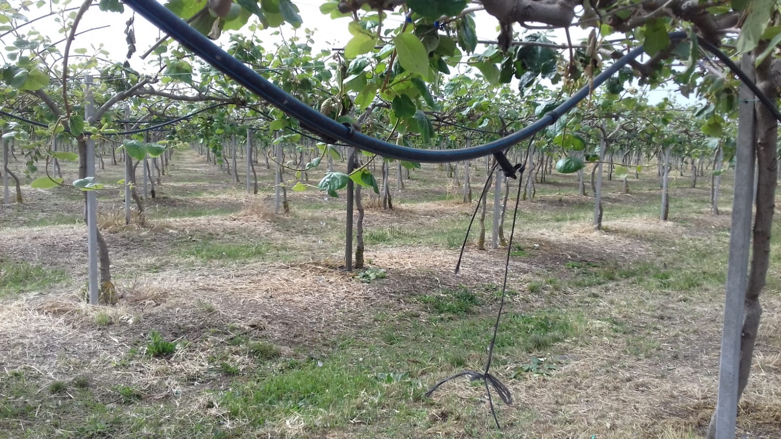 Azienda agraria