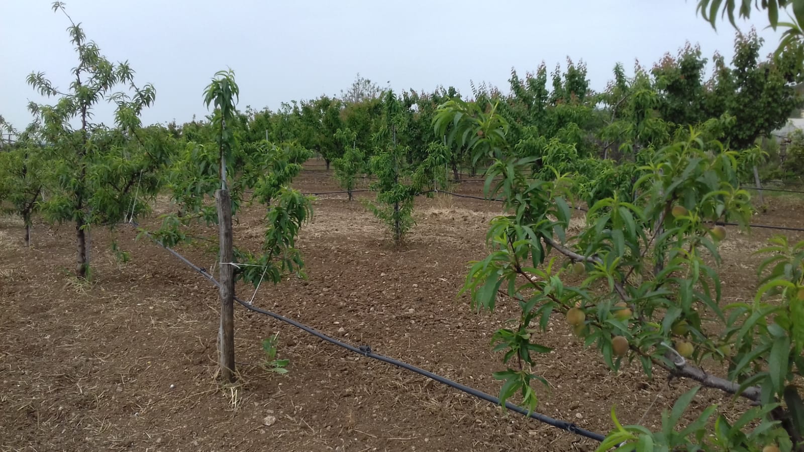 Azienda agraria