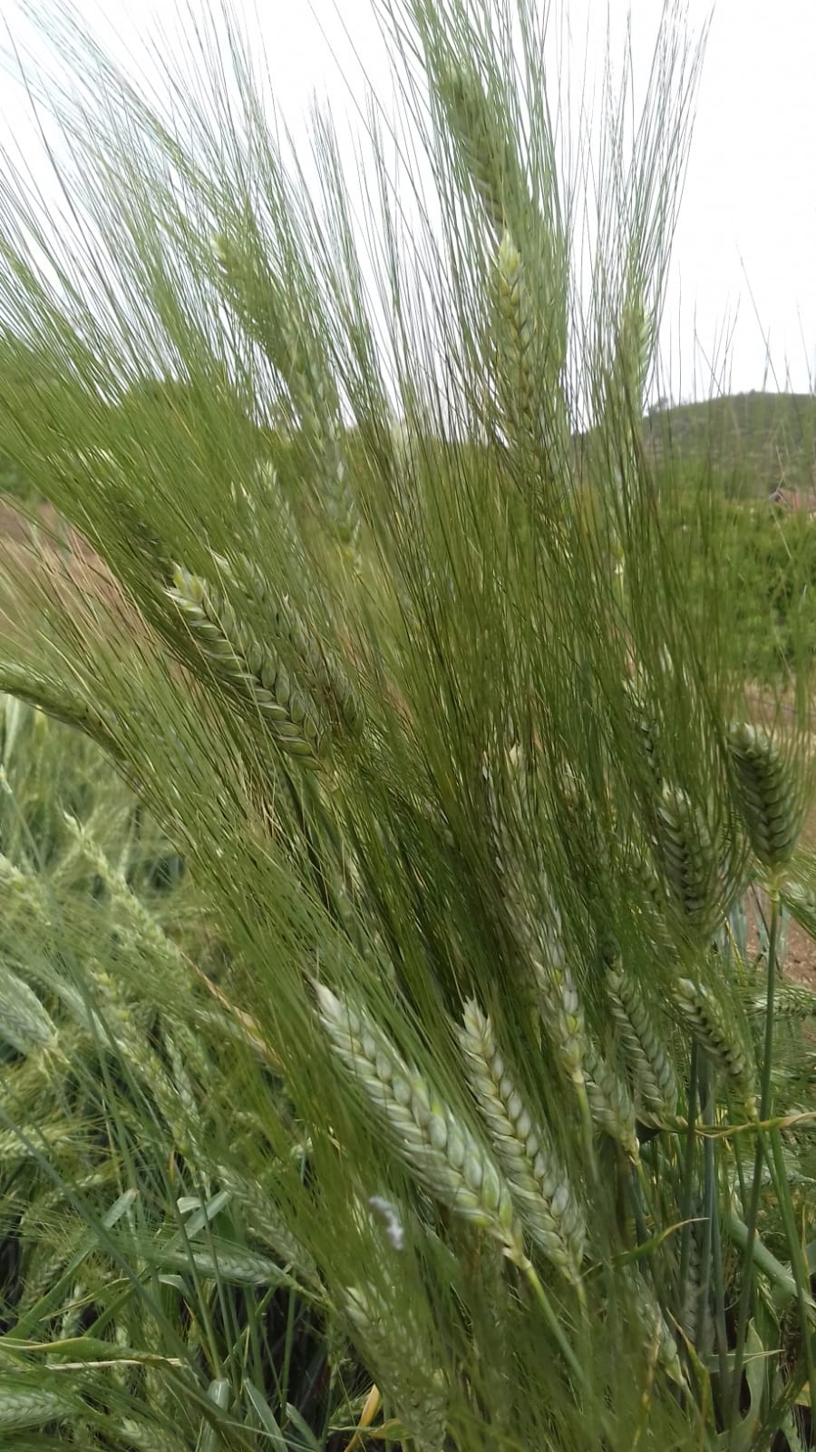 Azienda agraria