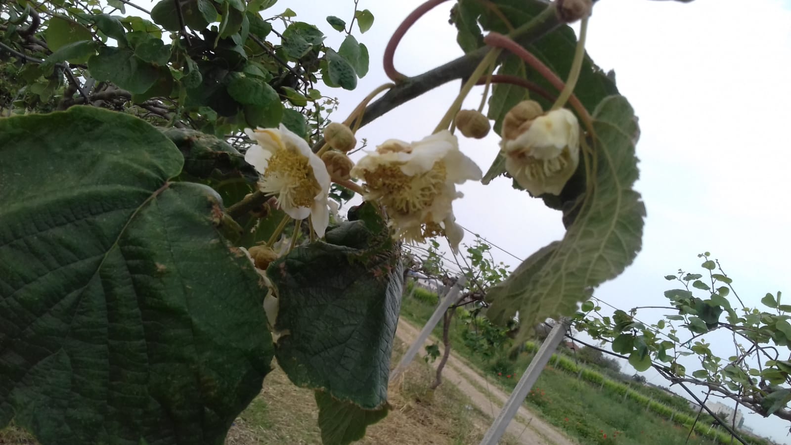 Azienda agraria