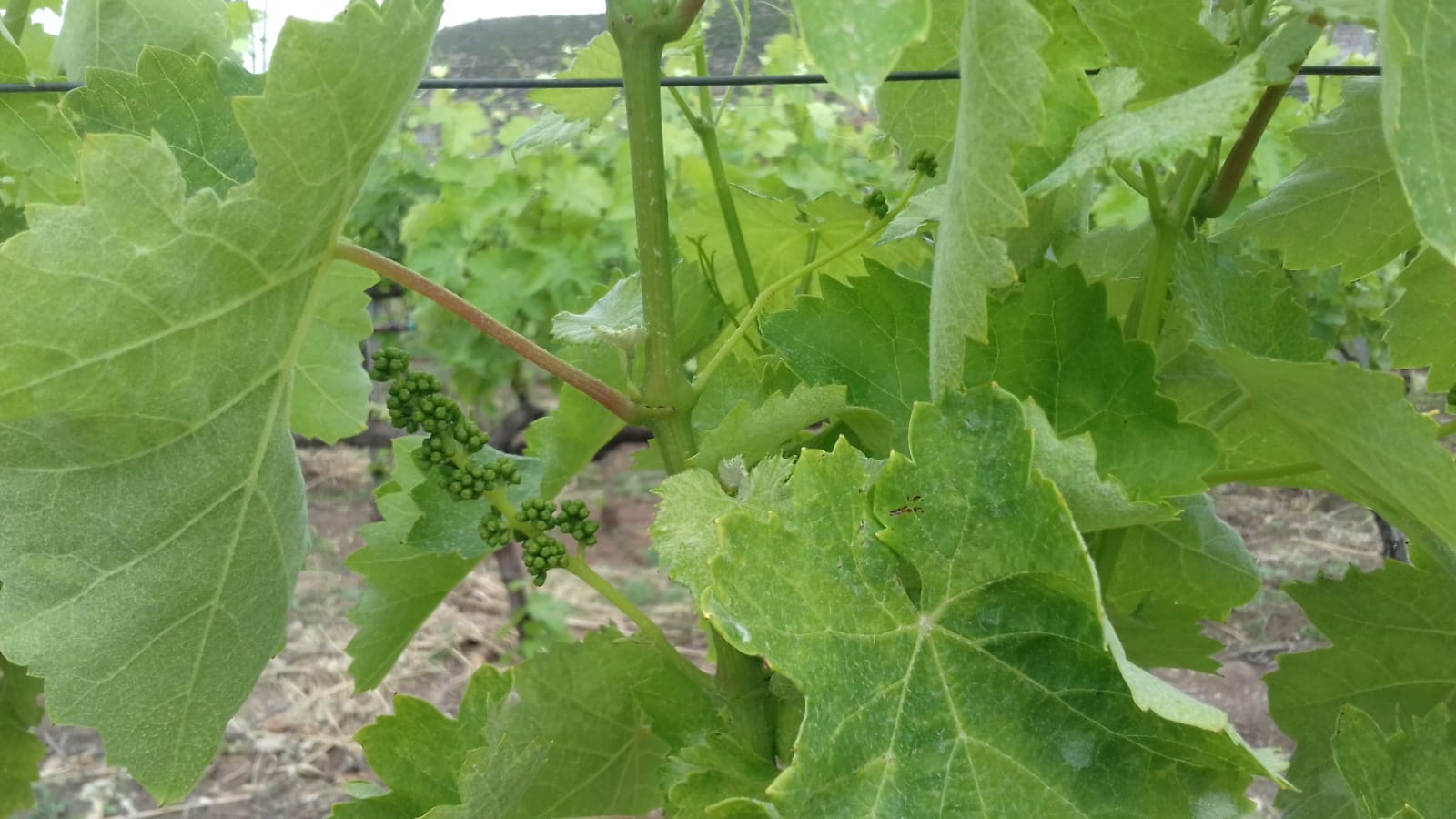 Azienda agraria