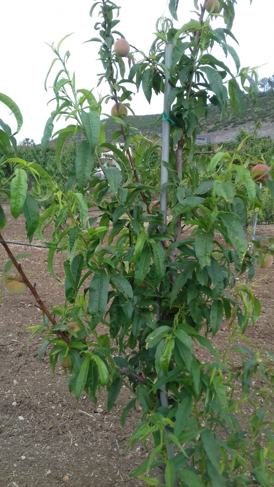 Azienda agraria