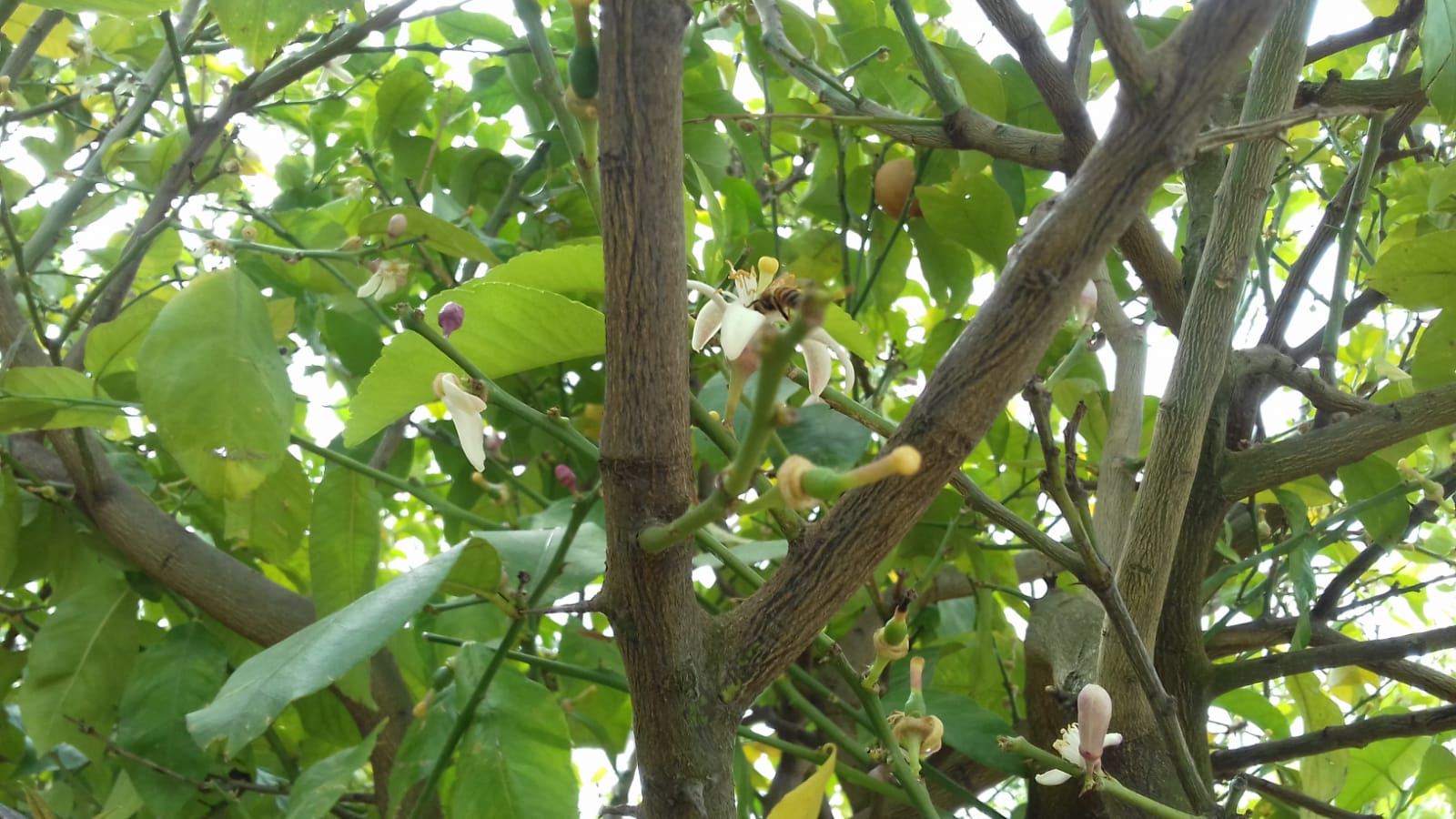 Azienda agraria