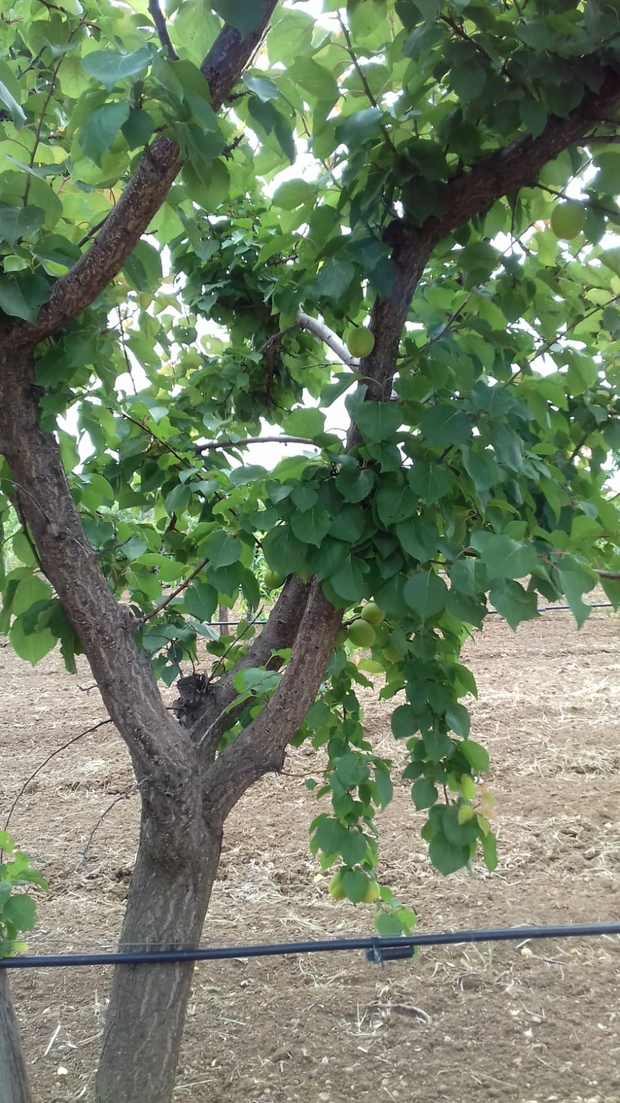 Azienda agraria