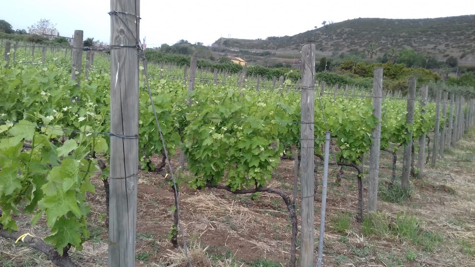 Azienda agraria