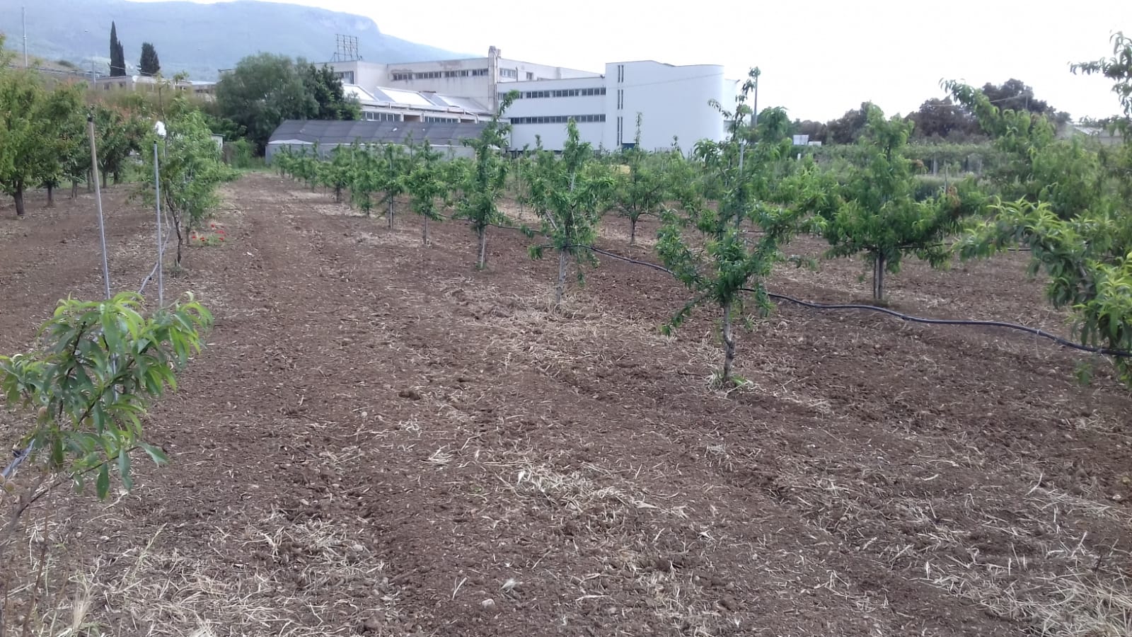 Azienda agraria