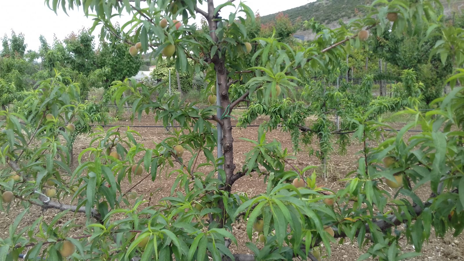 Azienda agraria
