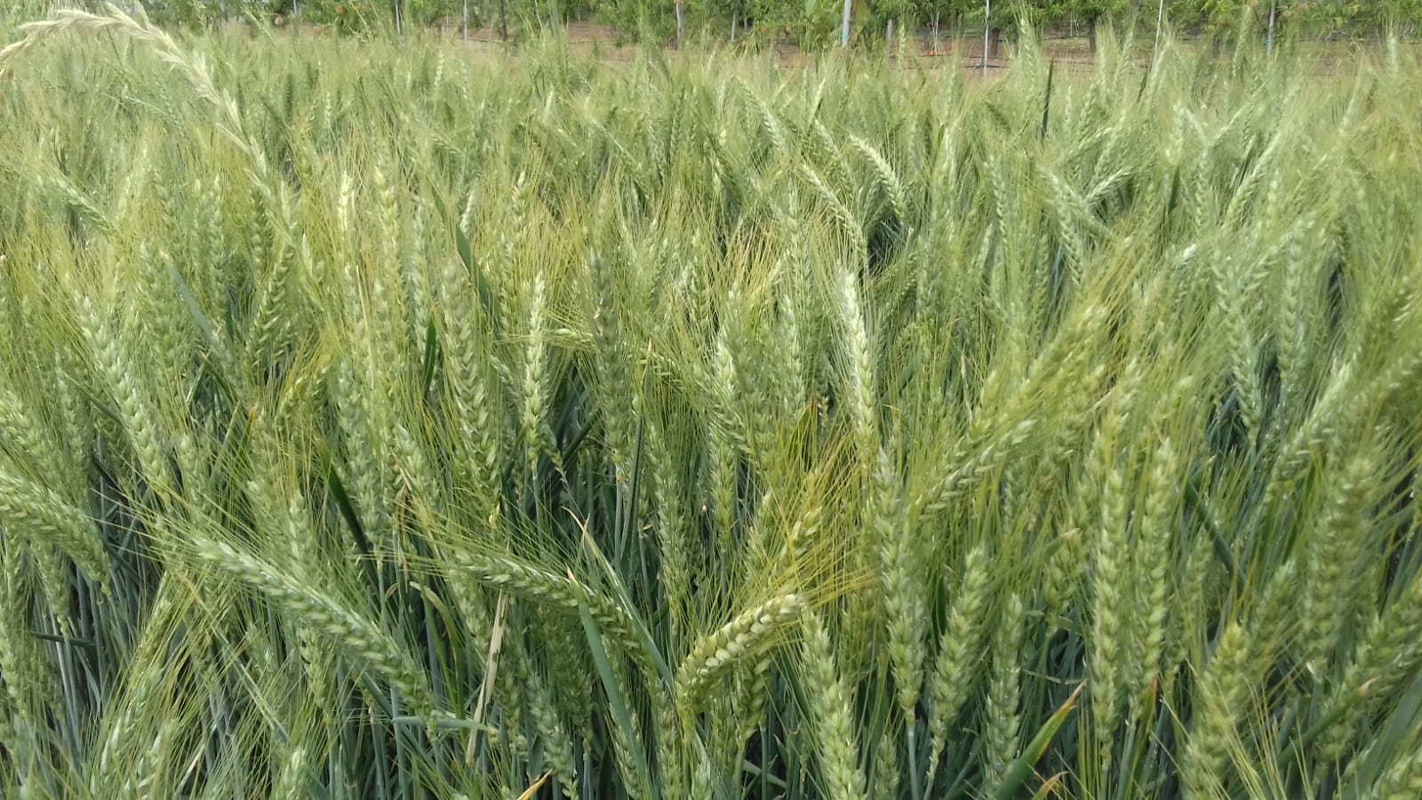 Azienda agraria