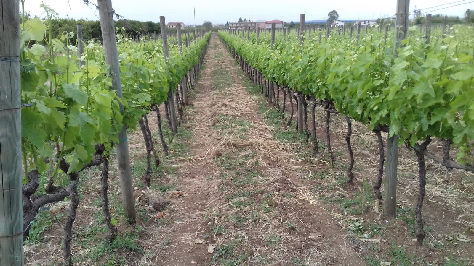 Azienda agraria