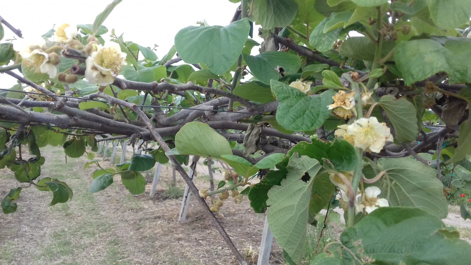 Azienda agraria