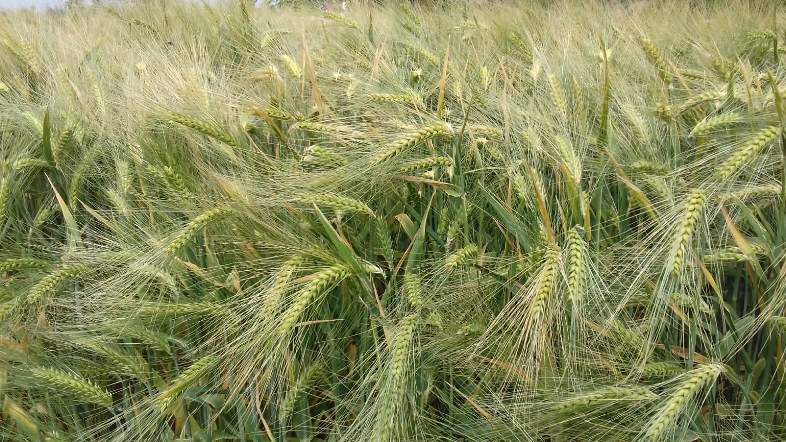 Azienda agraria