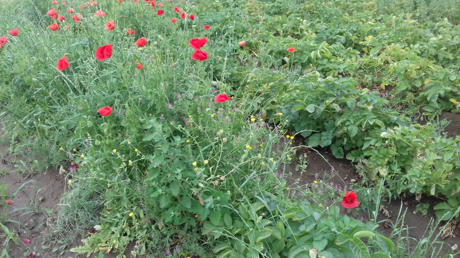 Azienda agraria