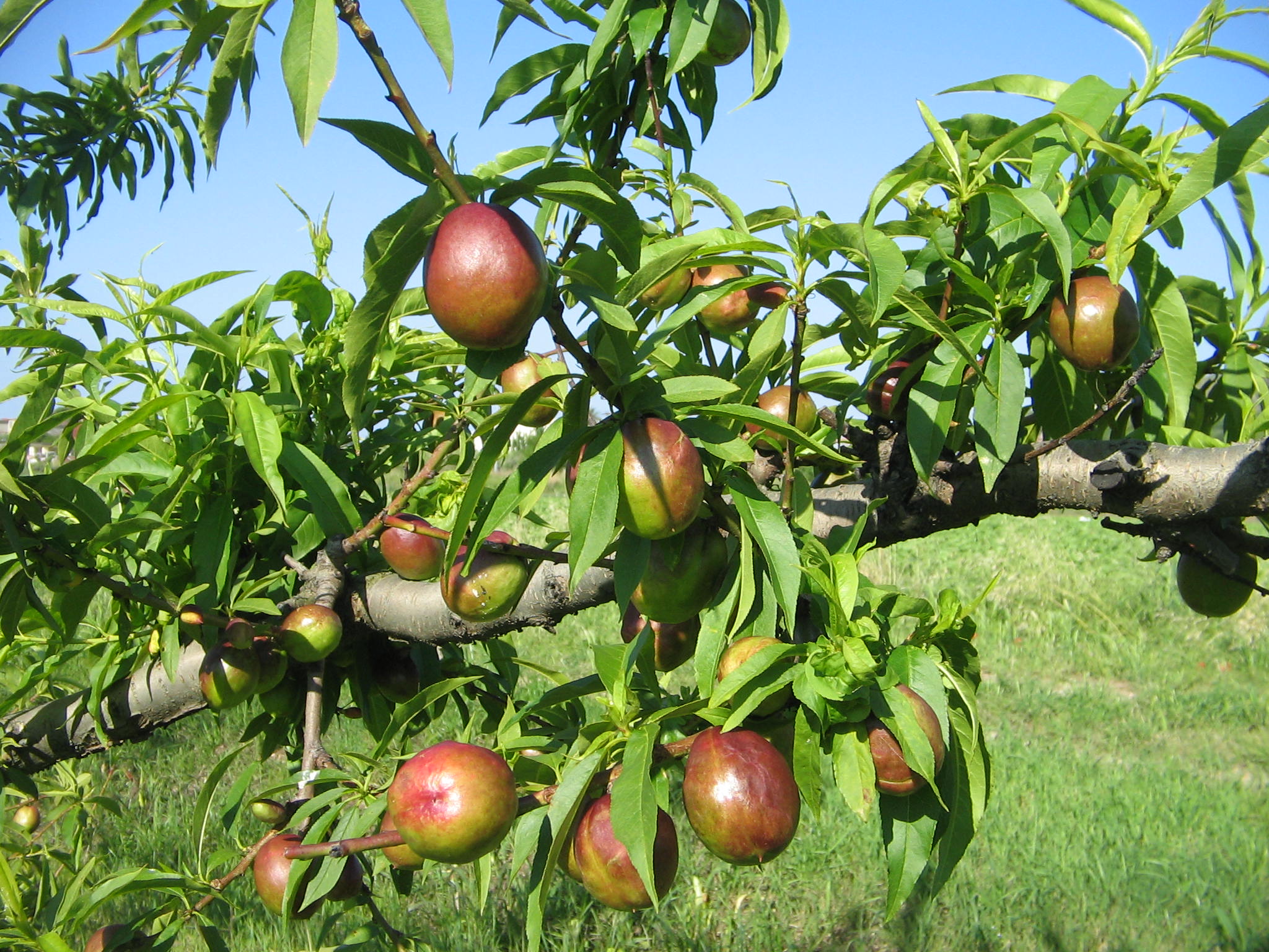 Azienda agraria