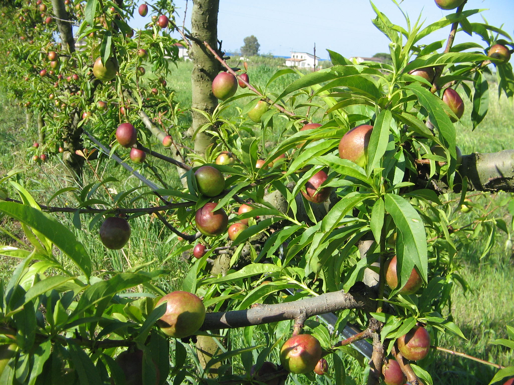 Azienda agraria