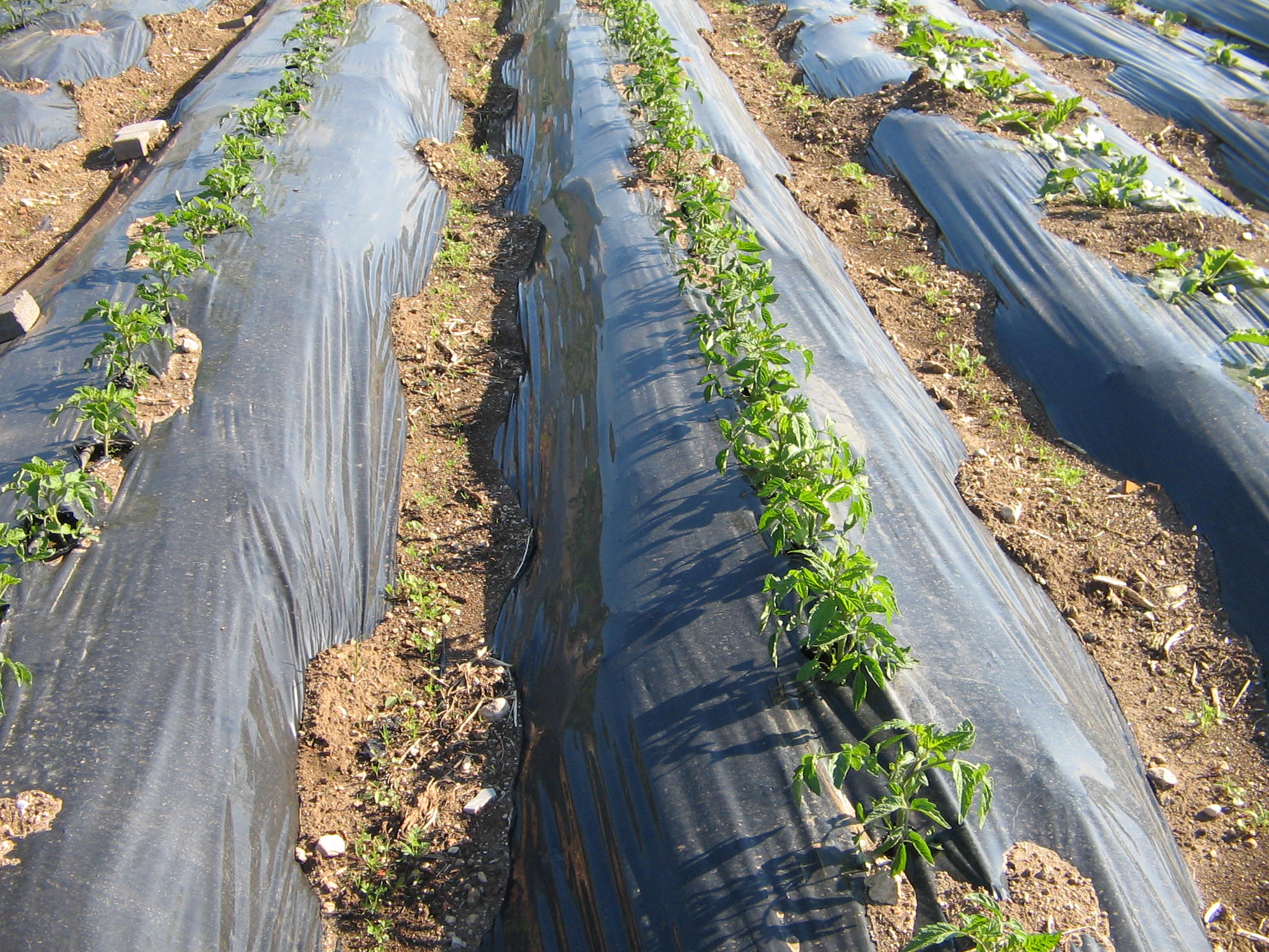 Azienda agraria