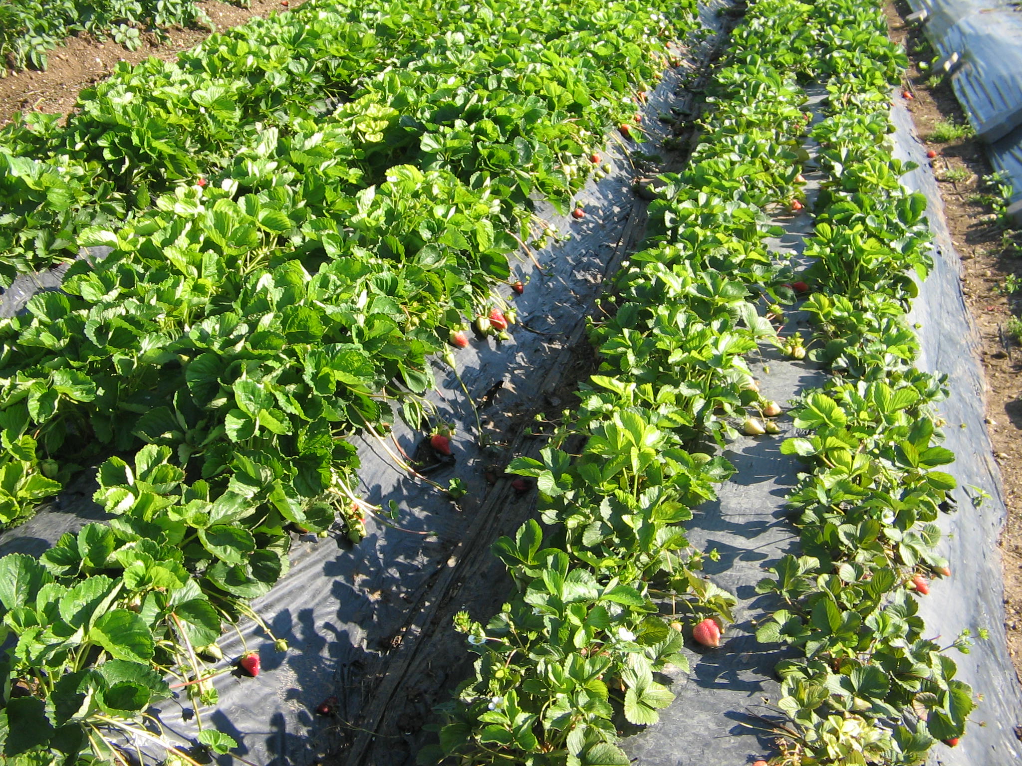 Azienda agraria