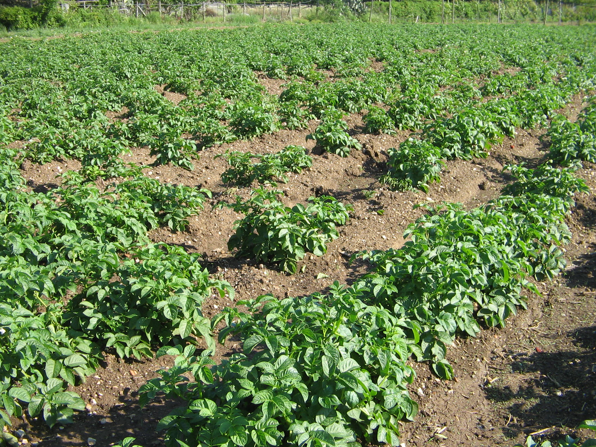 Azienda agraria