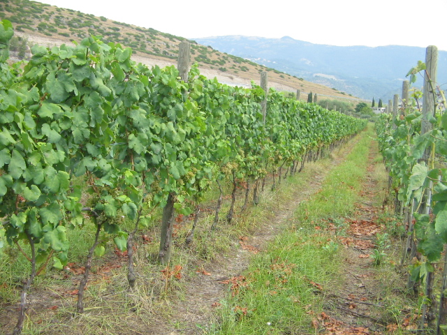 Azienda agraria