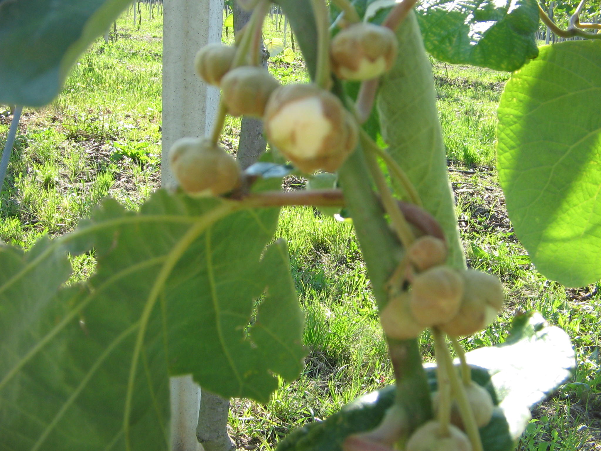 Azienda agraria