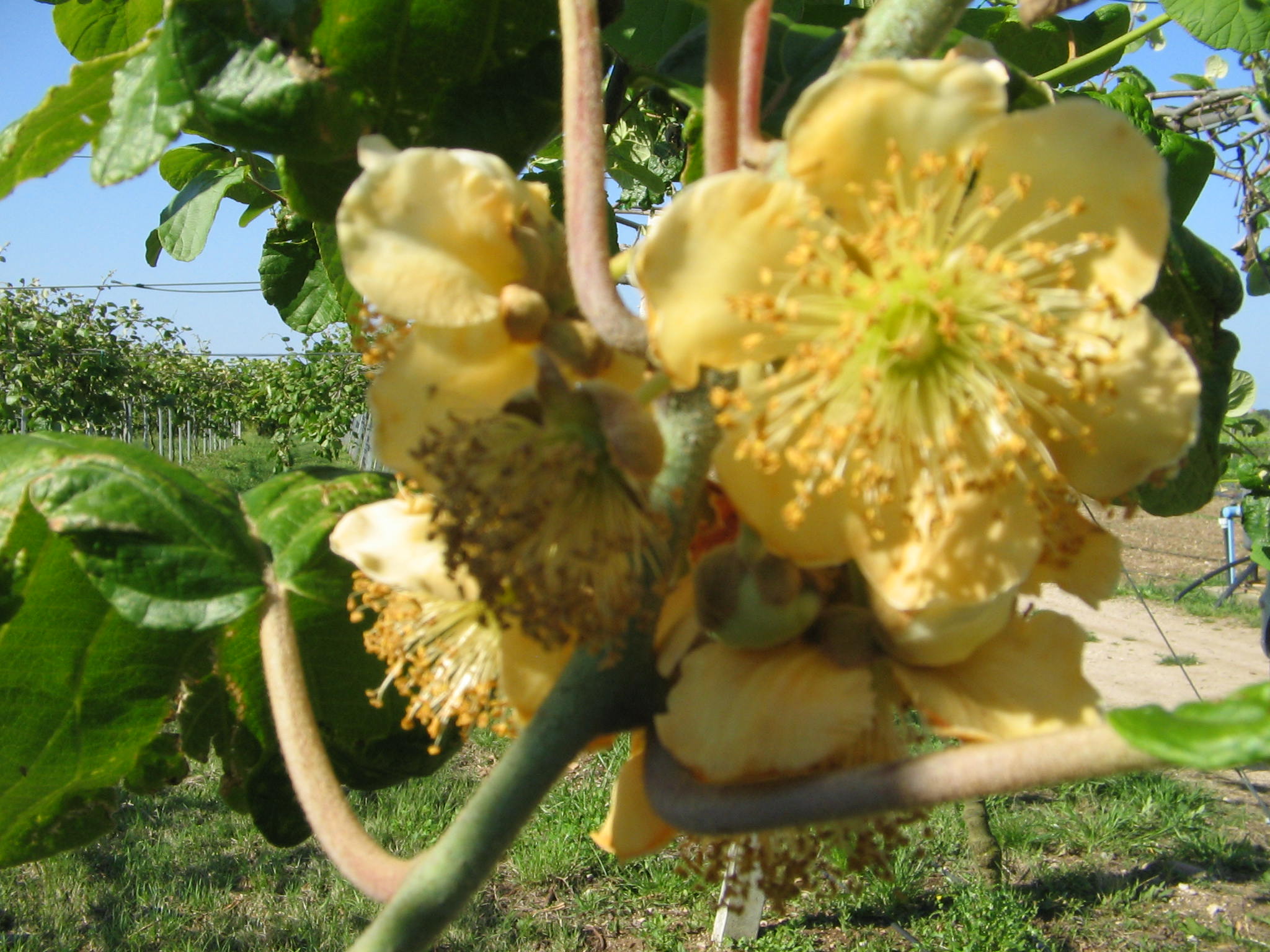 Azienda agraria
