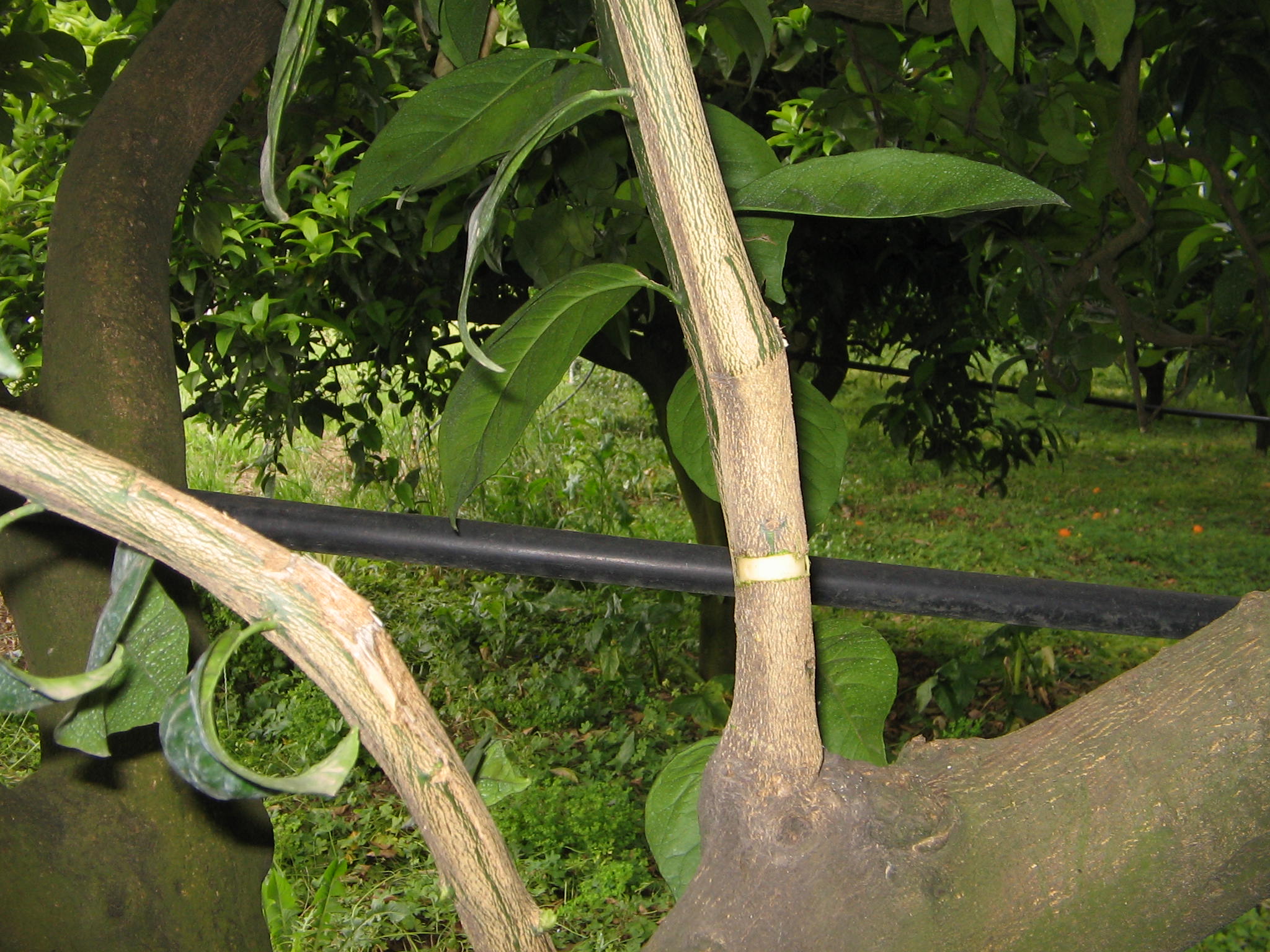 Azienda agraria