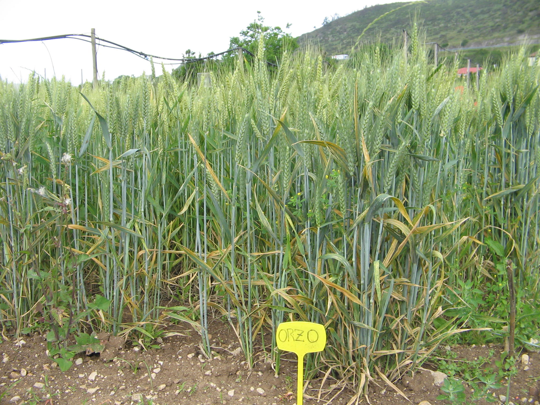 Azienda agraria