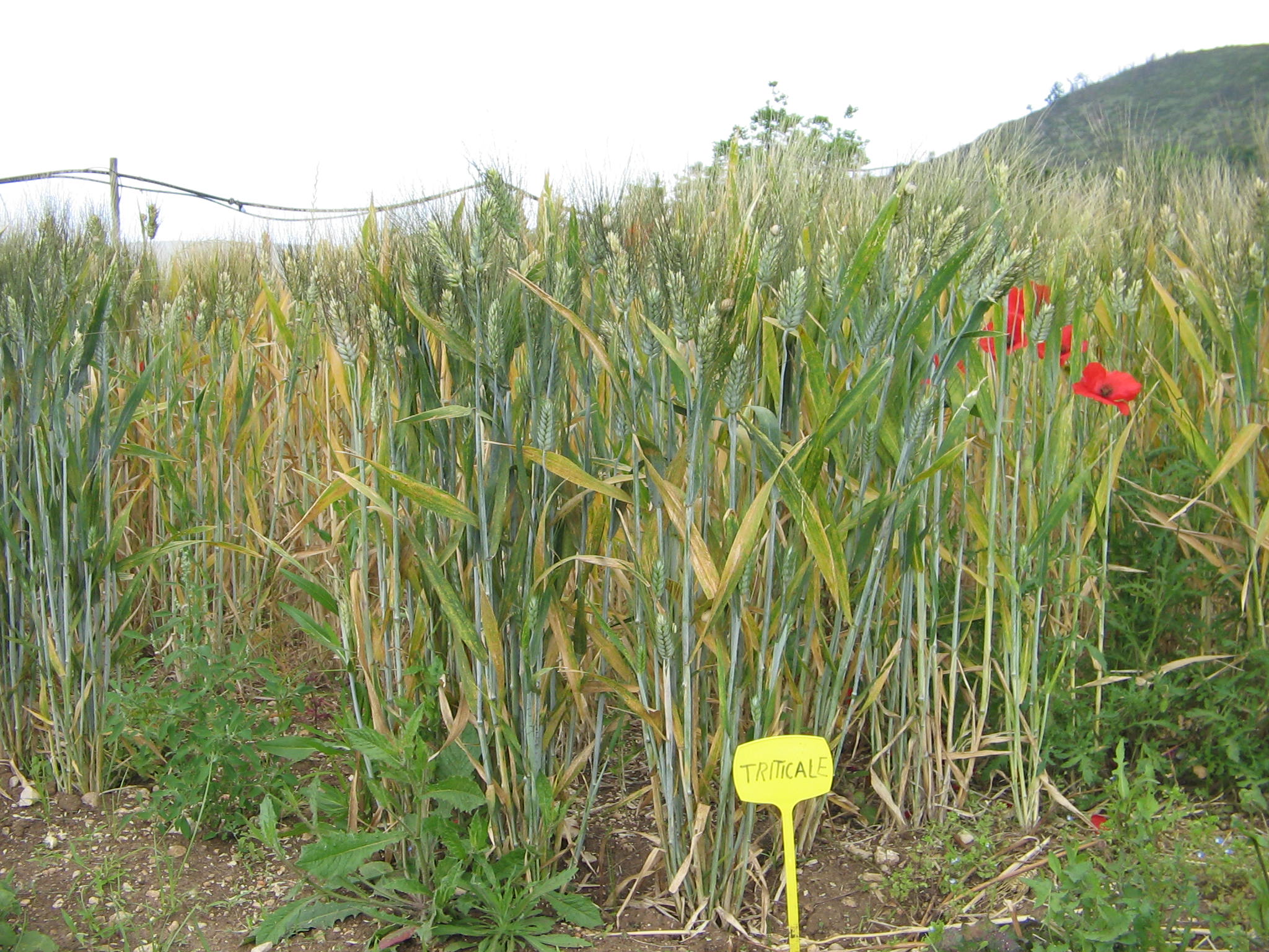 Azienda agraria