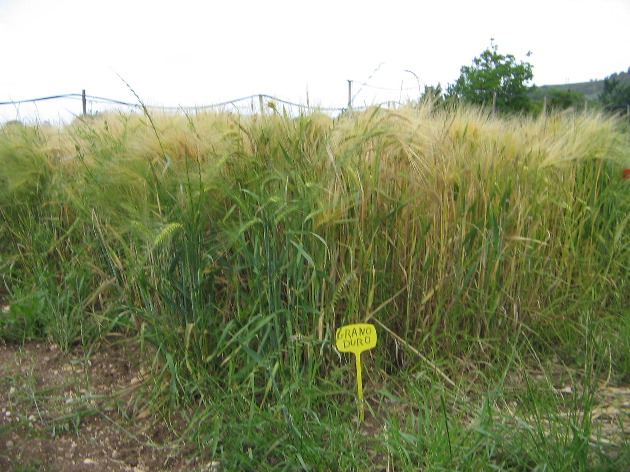 Azienda agraria