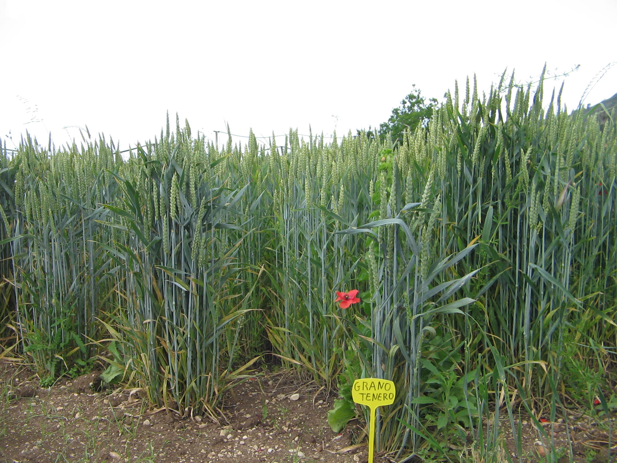 Azienda agraria