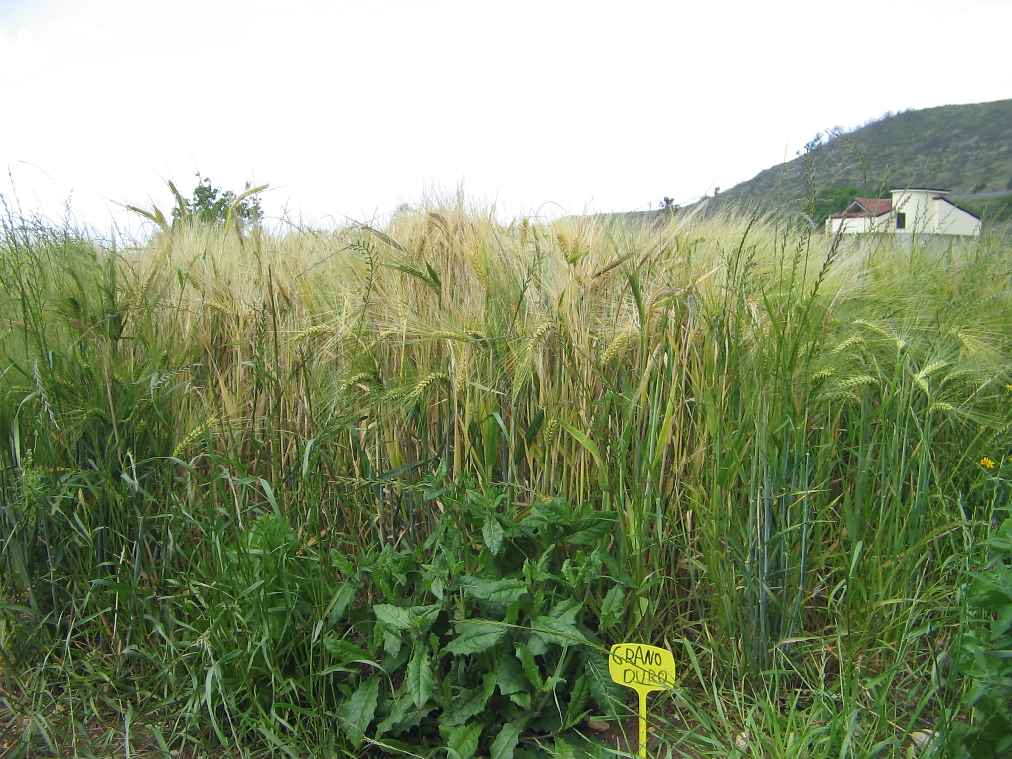 Azienda agraria