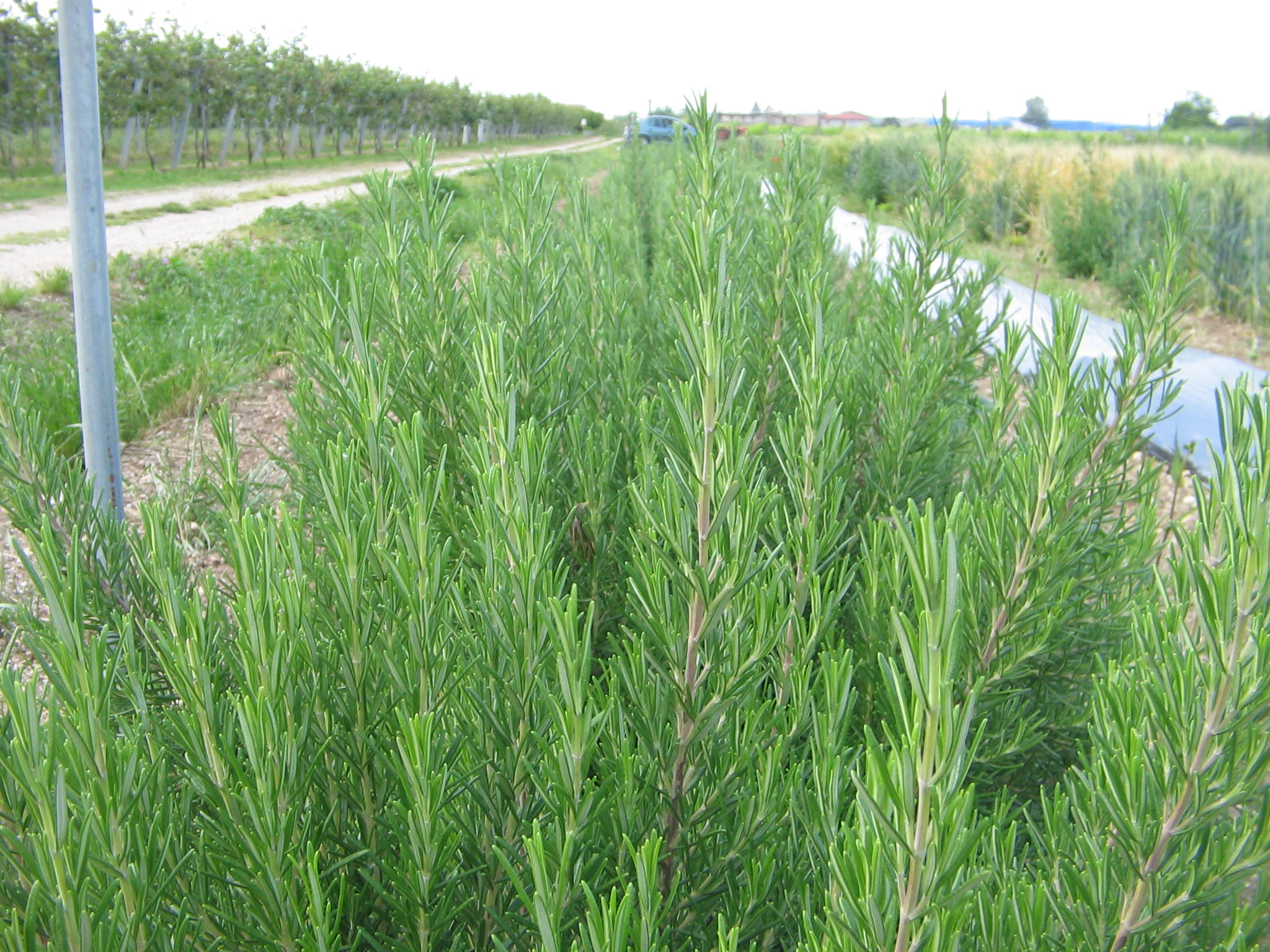 Azienda agraria
