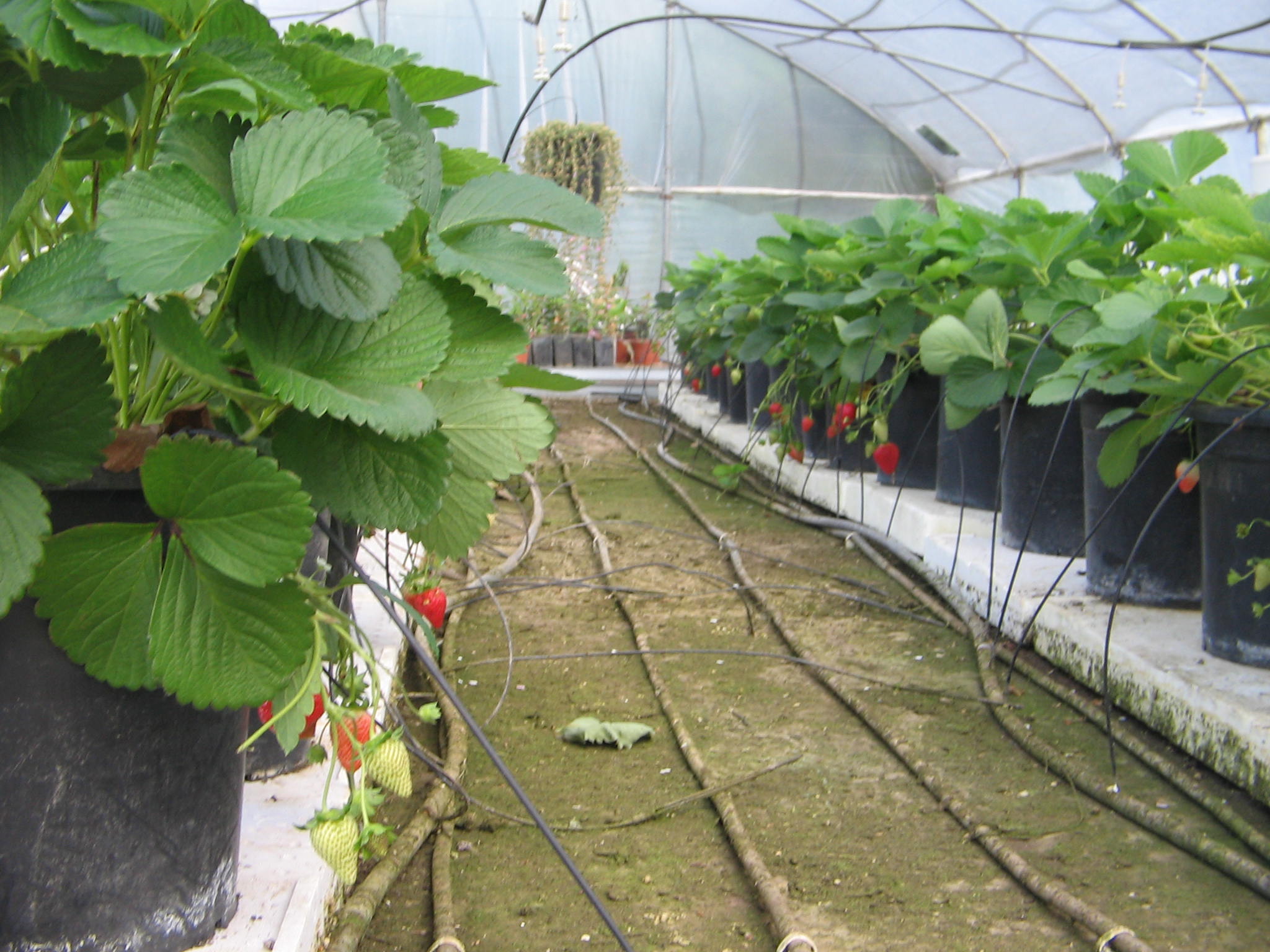 Azienda agraria