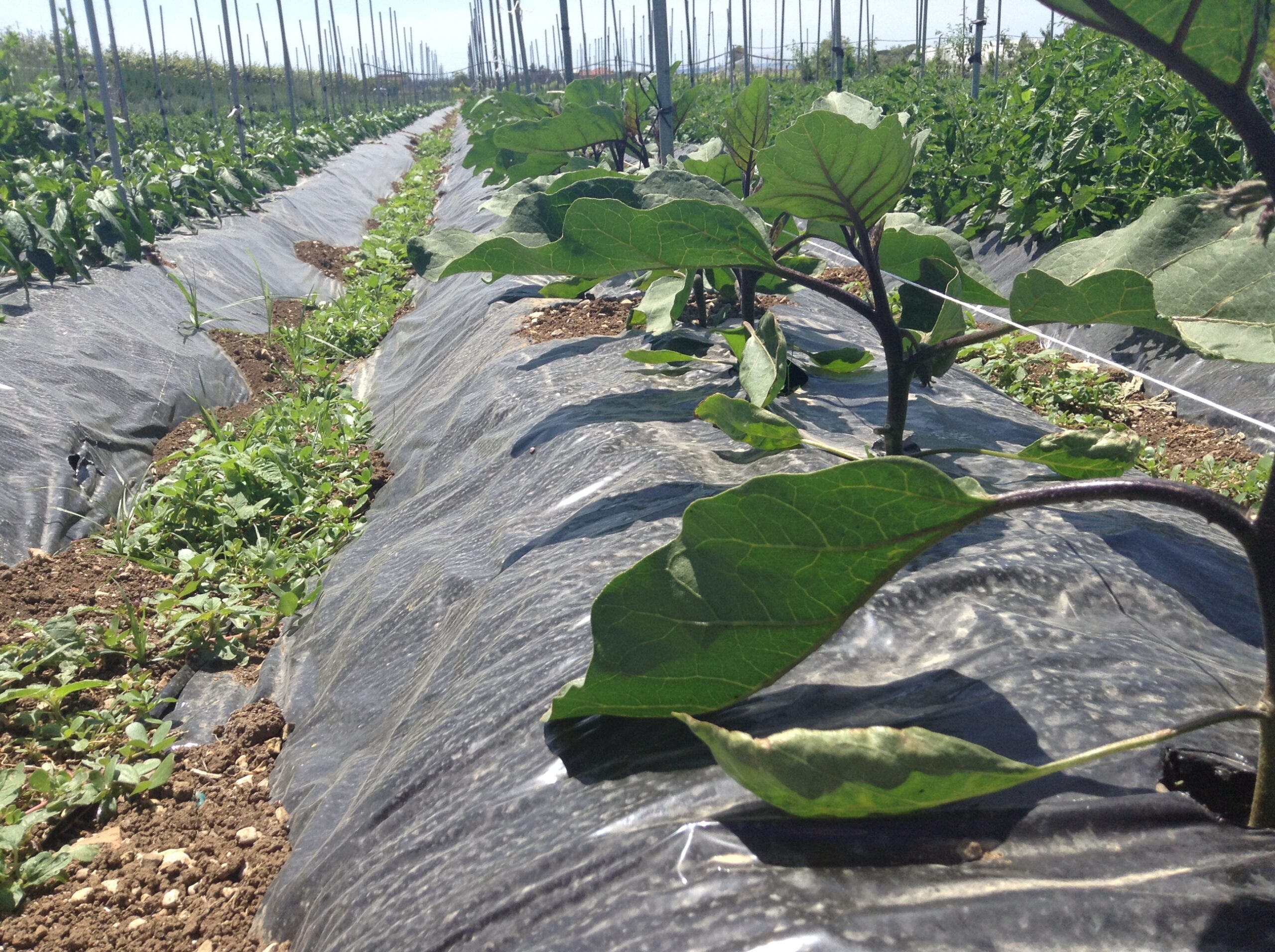 Azienda agraria