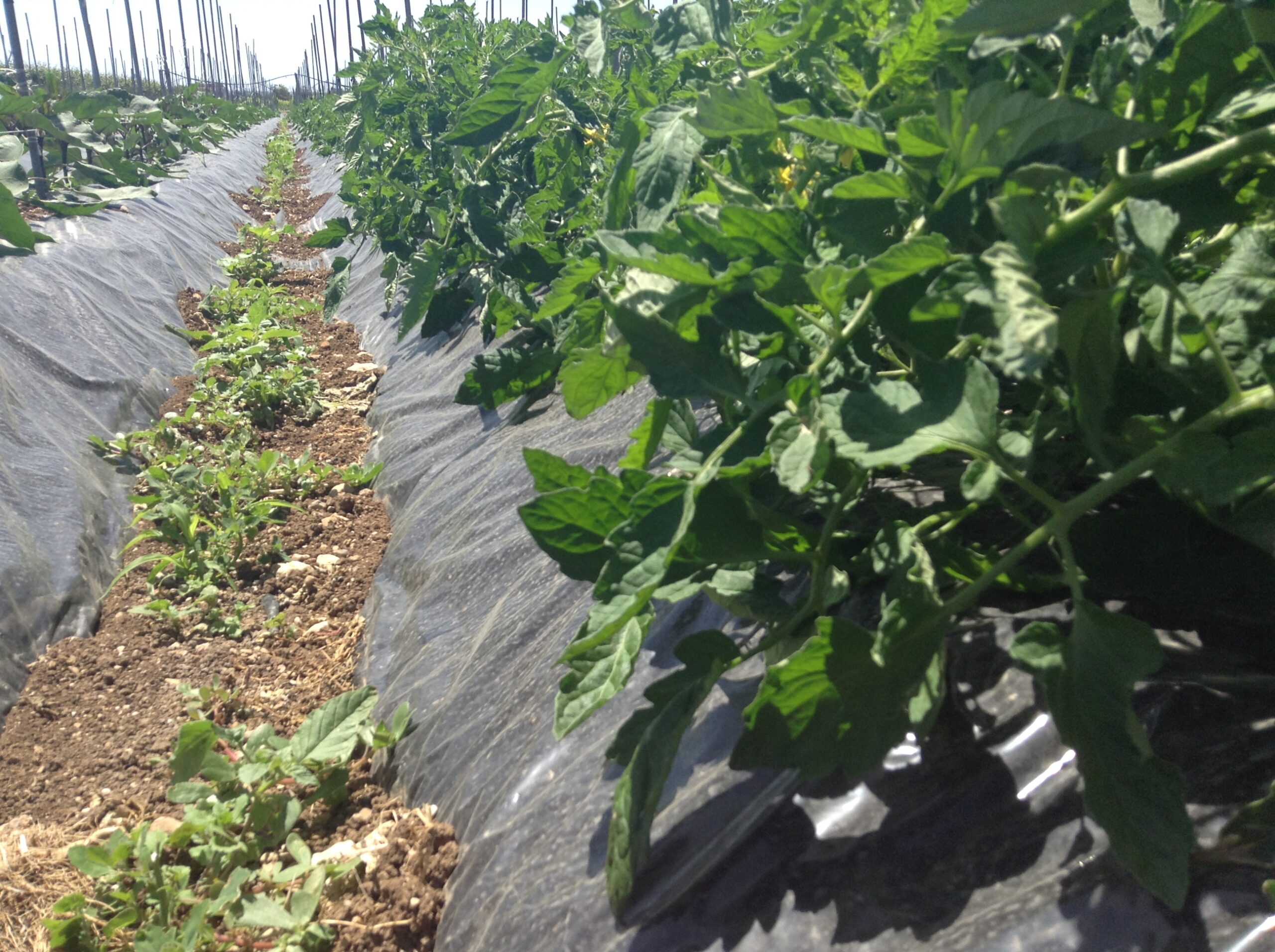 Azienda agraria