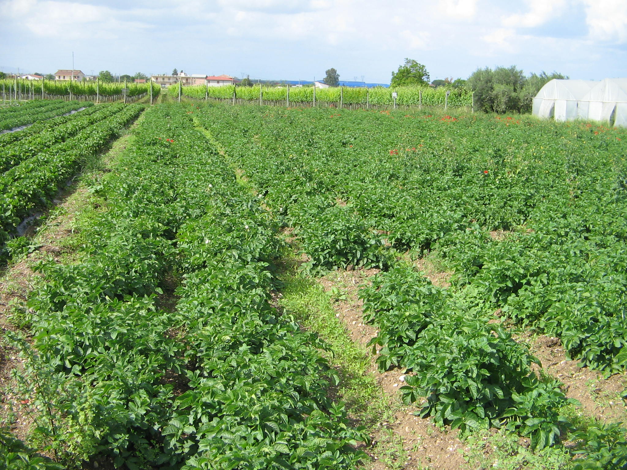 Azienda agraria