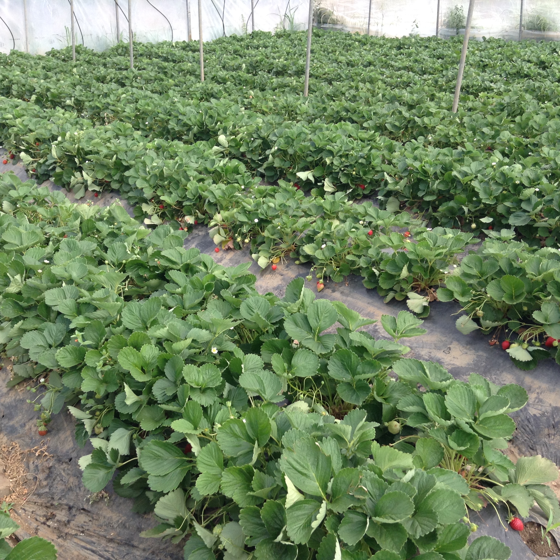 Azienda agraria