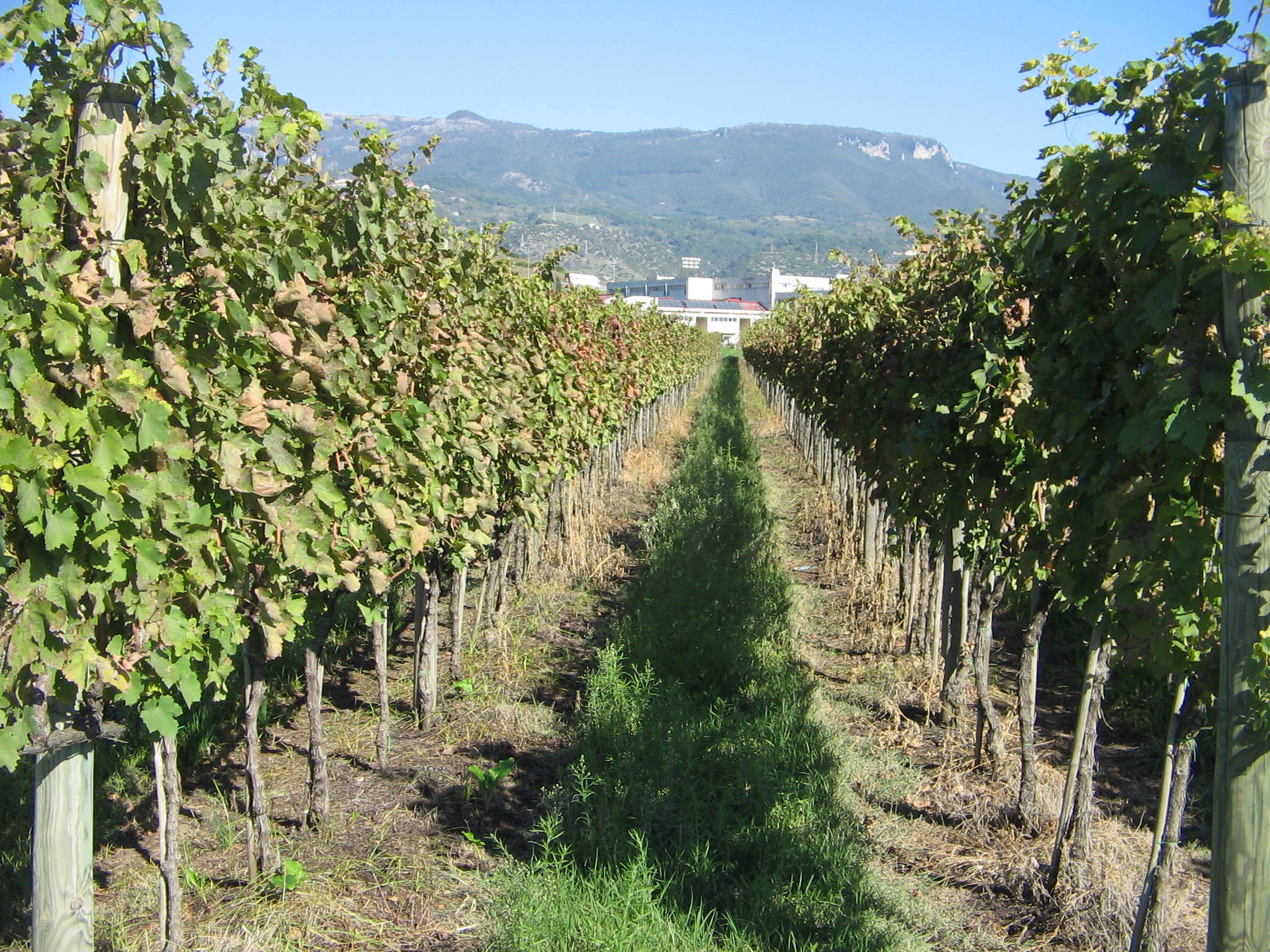 Azienda agraria